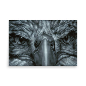 Eagle Eyes Photo paper poster